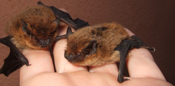 pipistrello (1)