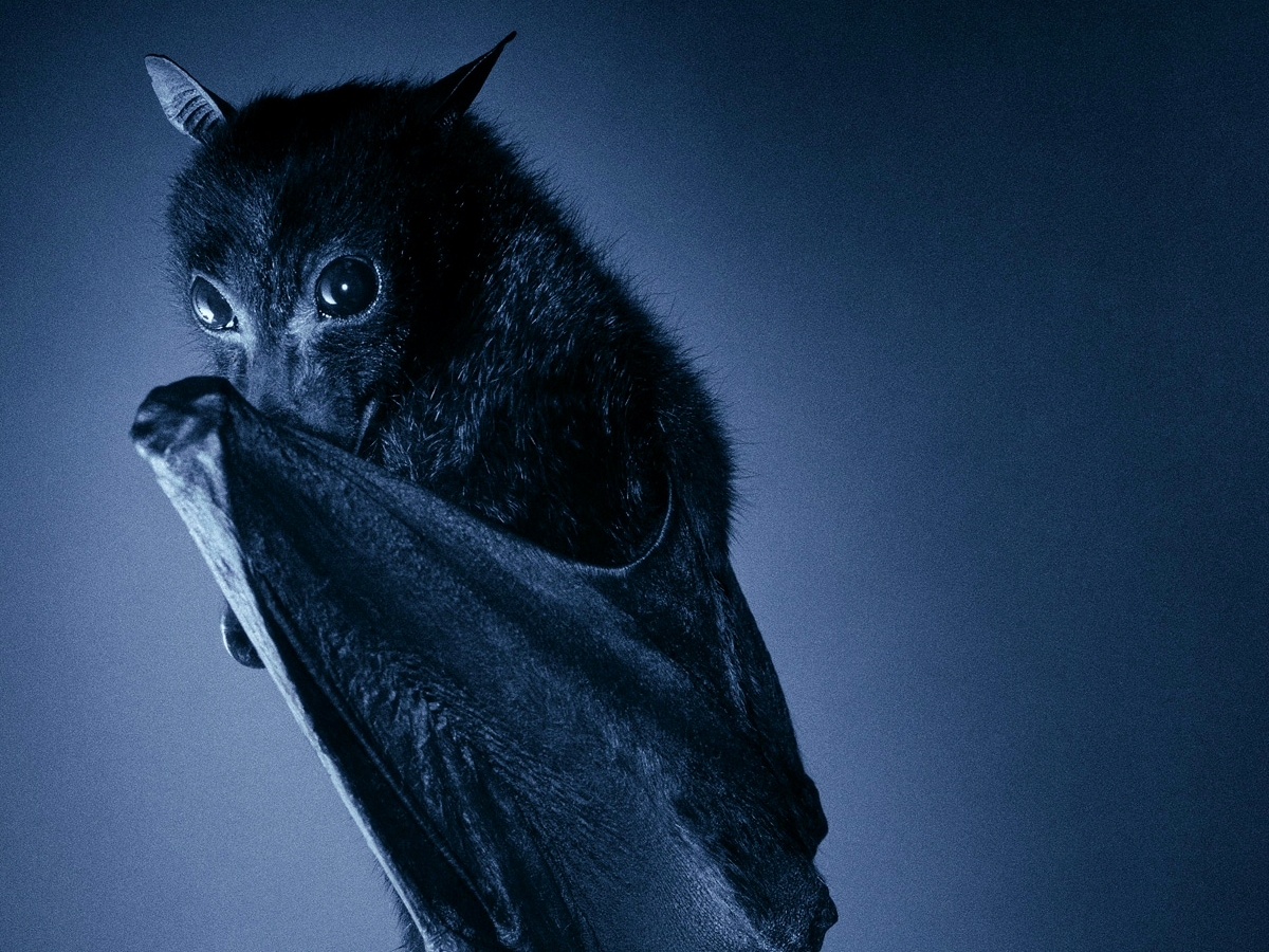 Pipistrello quanto sei bello