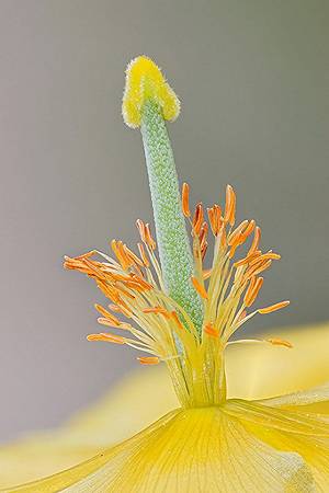 pistil_combine_z_b