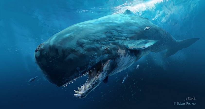 prehistoric_mammals___livyatan_melvillei_by_balcsika-d79x53f