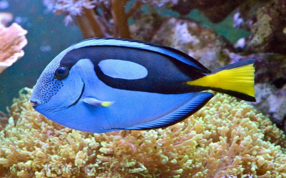 Paracanthurus_hepatus