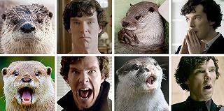 Cumberbatch VS Lontra