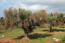 Xylella: scienziati sotto indagine