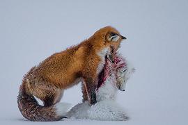 Wildlife Photographer of the Year, la galleria delle foto vincenti