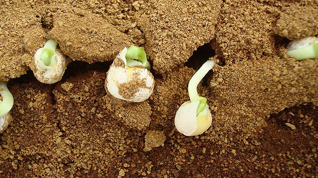 Germinating peas on Mars soil simulant, four days after the star