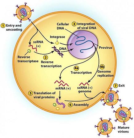 hiv