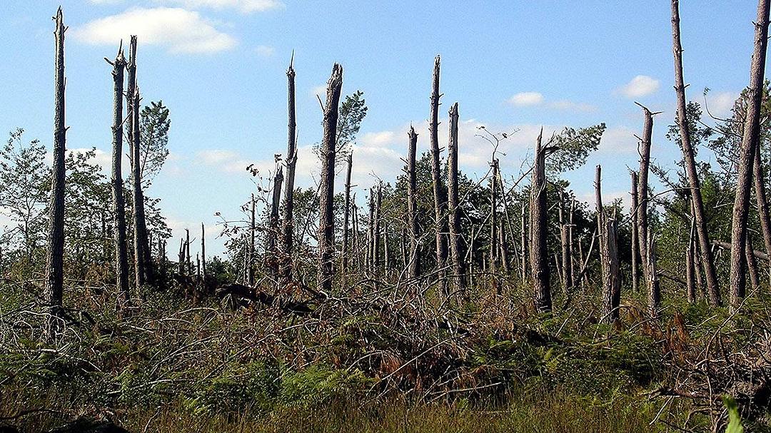 Individuata la soglia di resistenza degli alberi