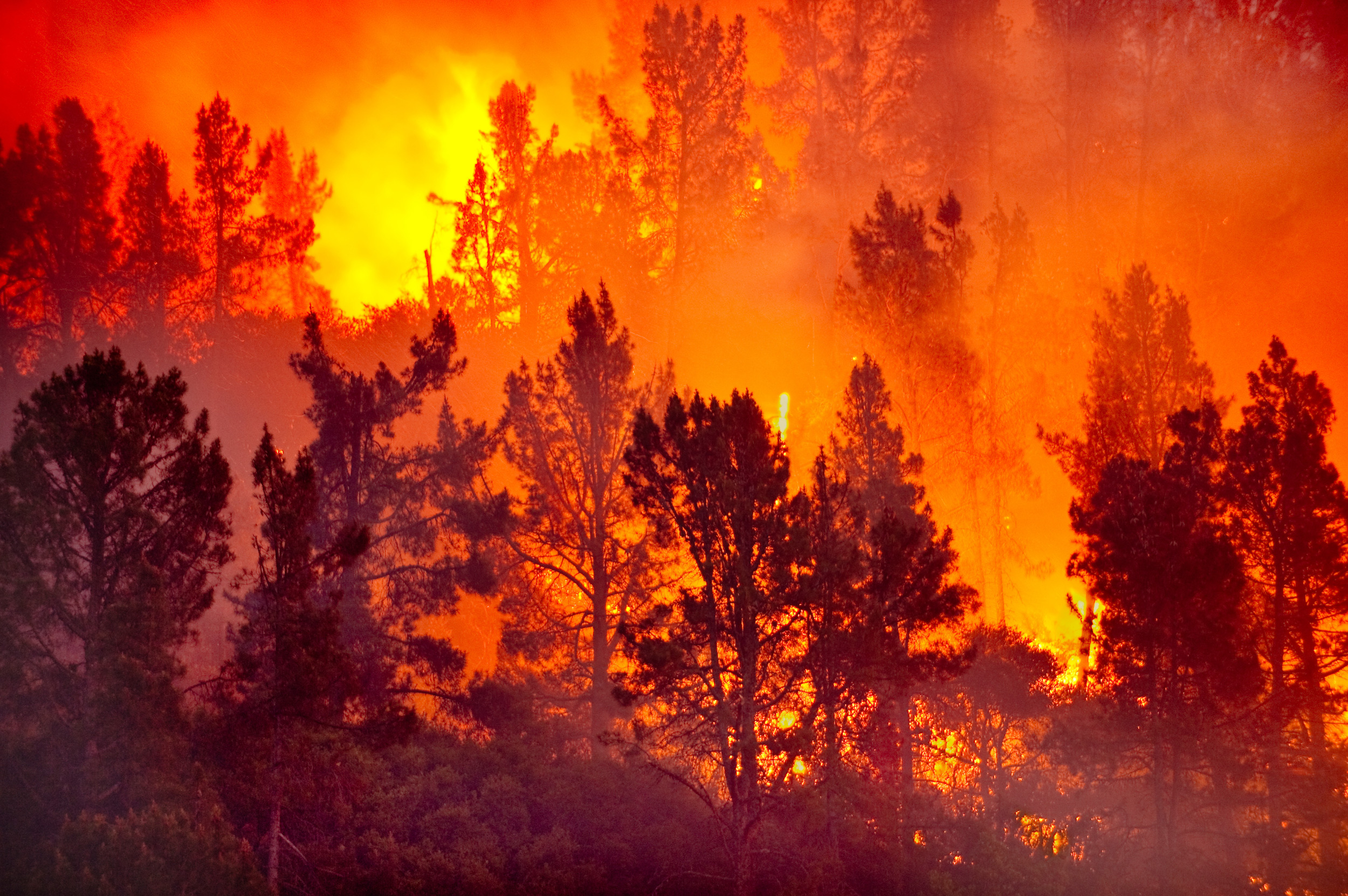Come gli incendi aiutano le foreste a sopravvivere