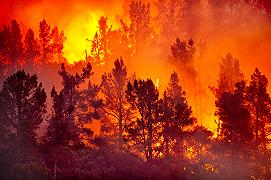 Come gli incendi aiutano le foreste a sopravvivere