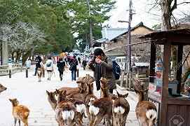 Gli educatissimi cervi di Nara