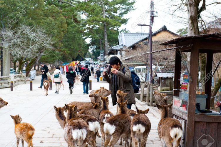 Gli educatissimi cervi di Nara