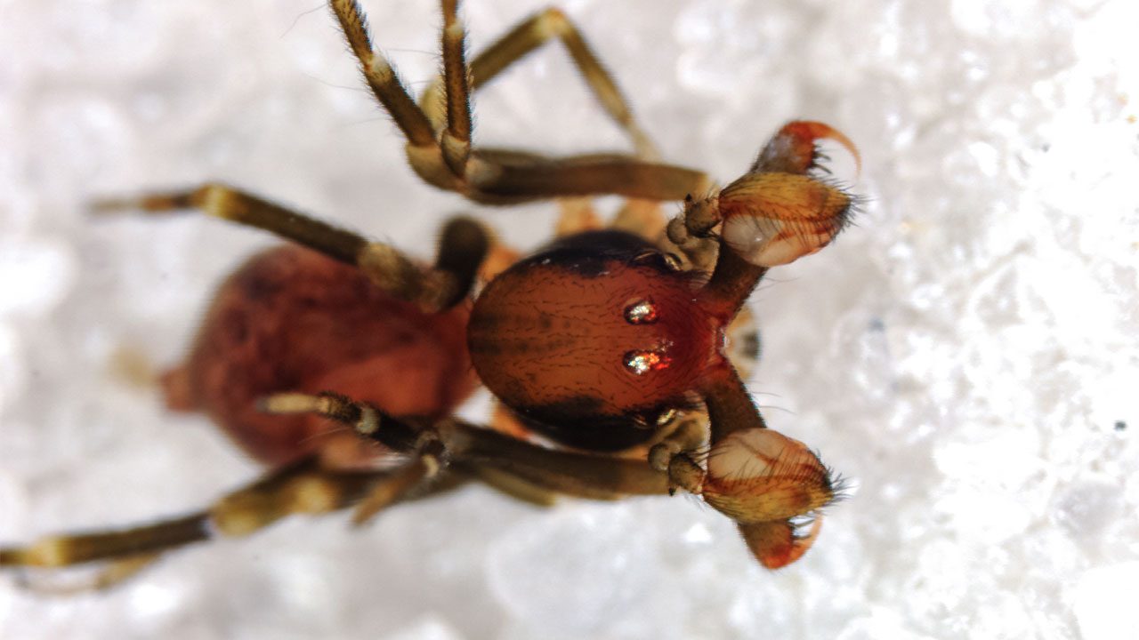 Mecysmaucheniidae, i ragni dal morso sorprendente