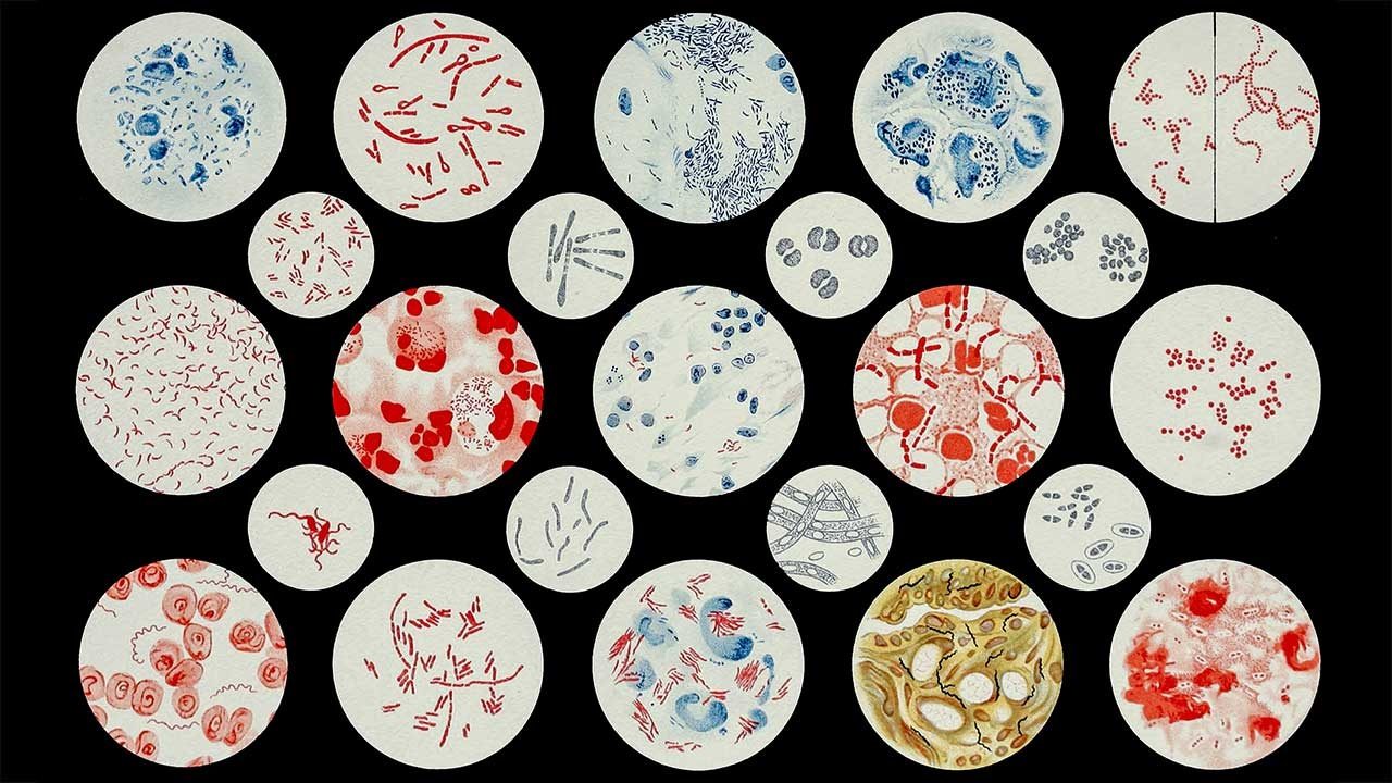 Perché i batteri non possono modificare le loro dimensioni