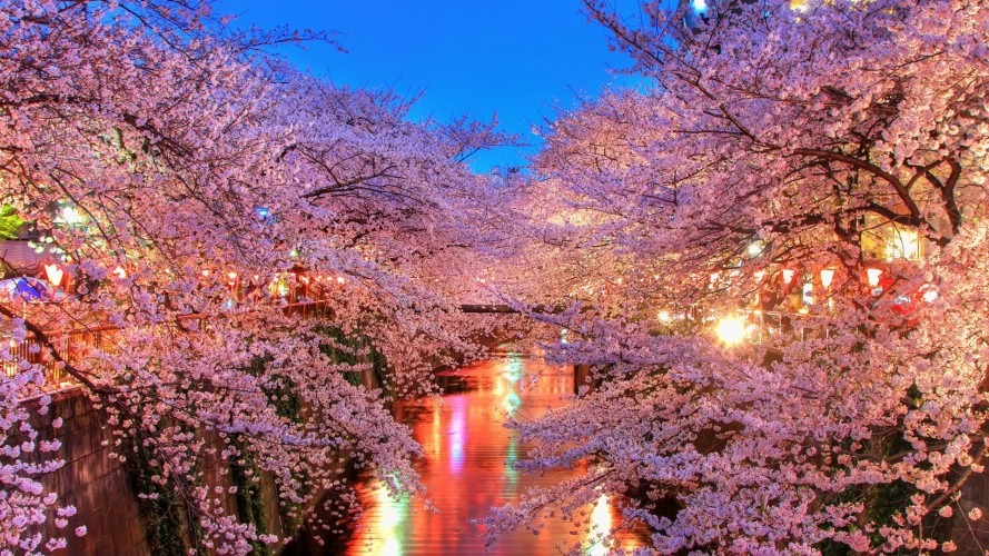 La fioritura dei ciliegi in Giappone, che spettacolo!