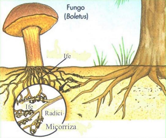carbonio fungo funghi