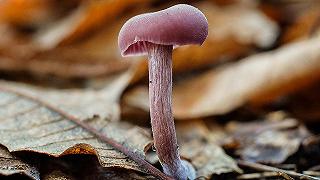 Funghi: le Autostrade del Carbonio tra gli alberi