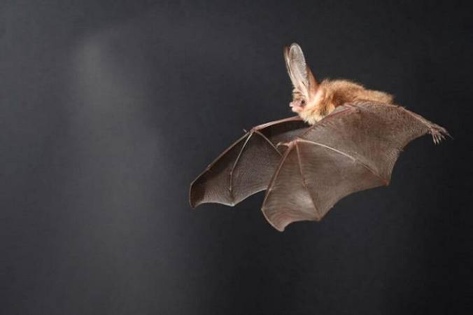 pipistrello volo drone droni