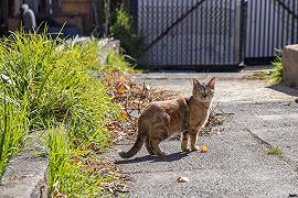 Cat Tracker, monitoraggio GPS per i gatti australiani