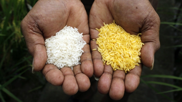 golden-rice-syngenta-monsanto-2