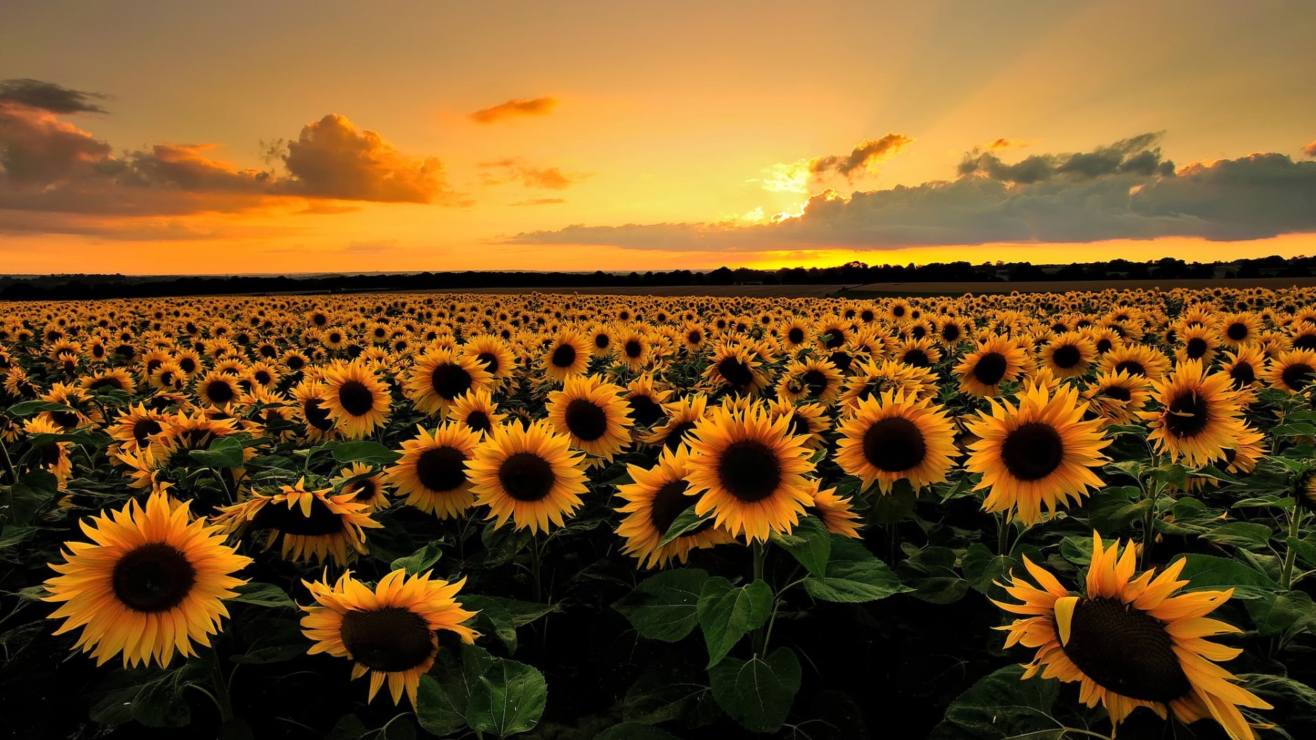 I girasoli seguono davvero il Sole?