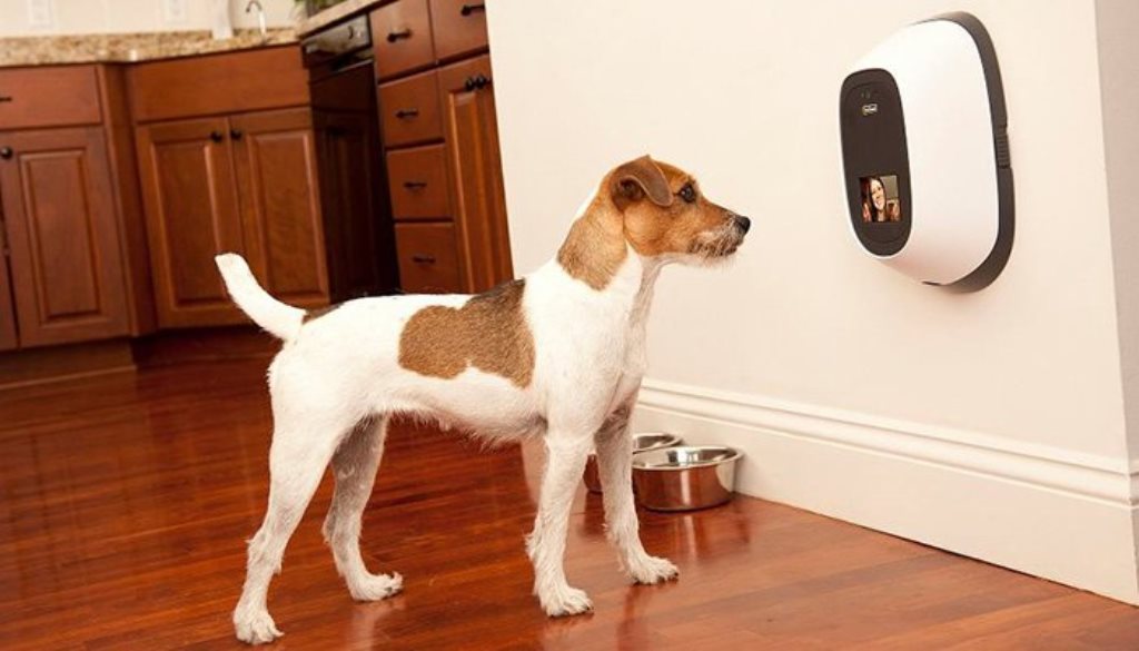 PetChatz, l’accessorio per videochiamare il proprio animale domestico