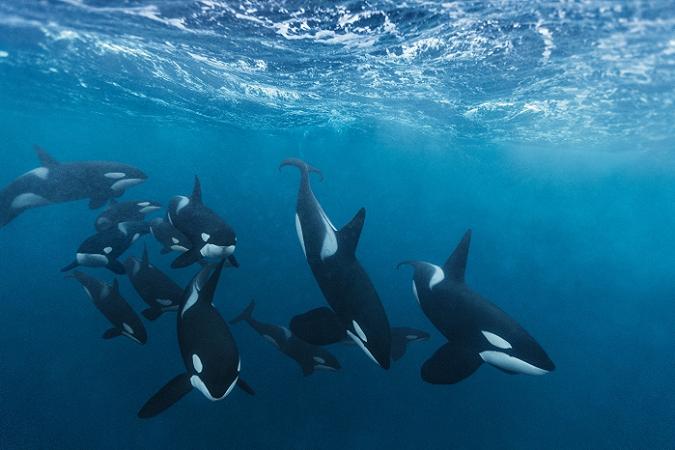 And Fjord, near Andenes, Norway. Orcas carousel feeding on herring with other species of whales.