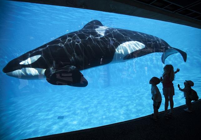 Young children get a close-up view of an Orca killer whale during a visit to SeaWorld in San Diego, California