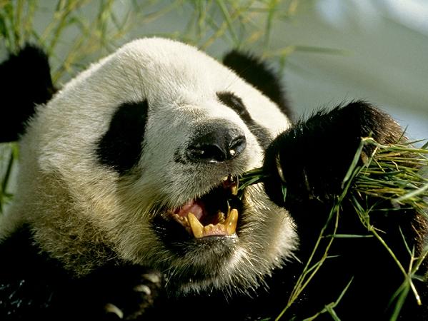 Panda e denti