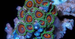 I colori dei coralli in un timelapse