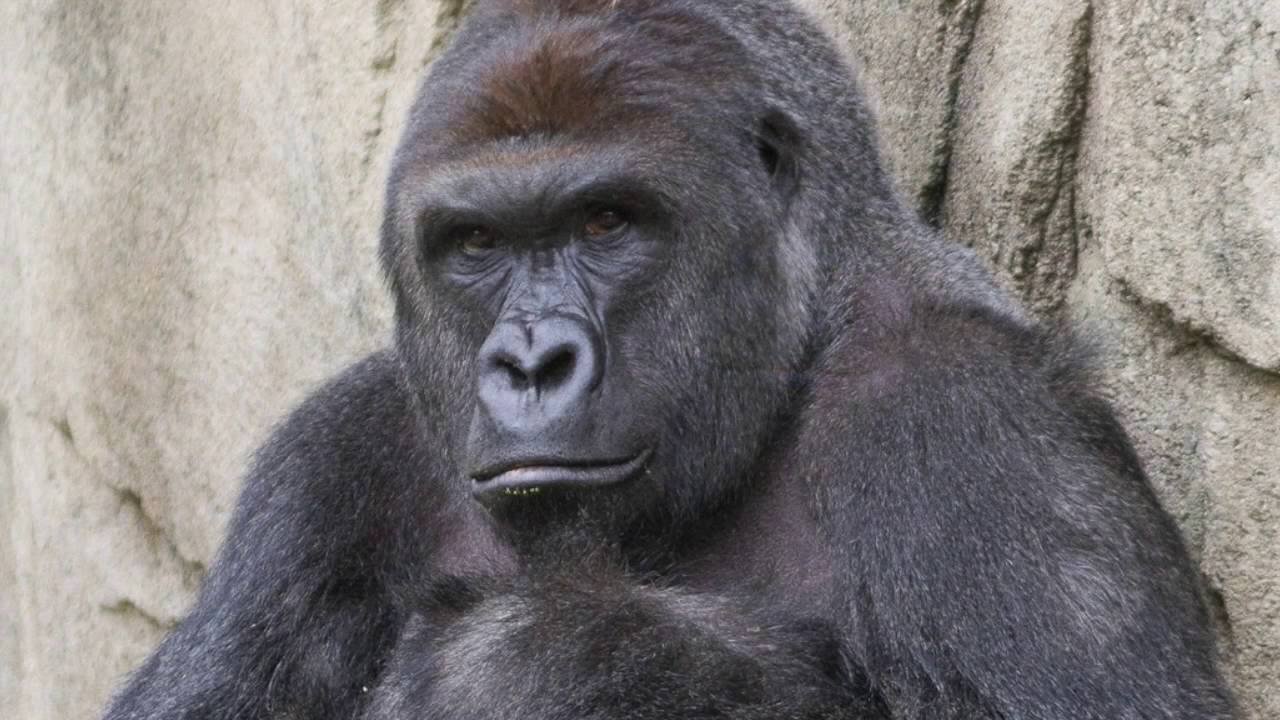 Apologia di Harambe