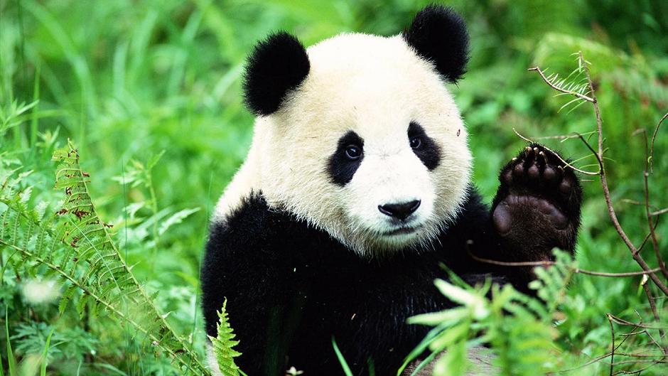 Il panda: Un errore evolutivo!?