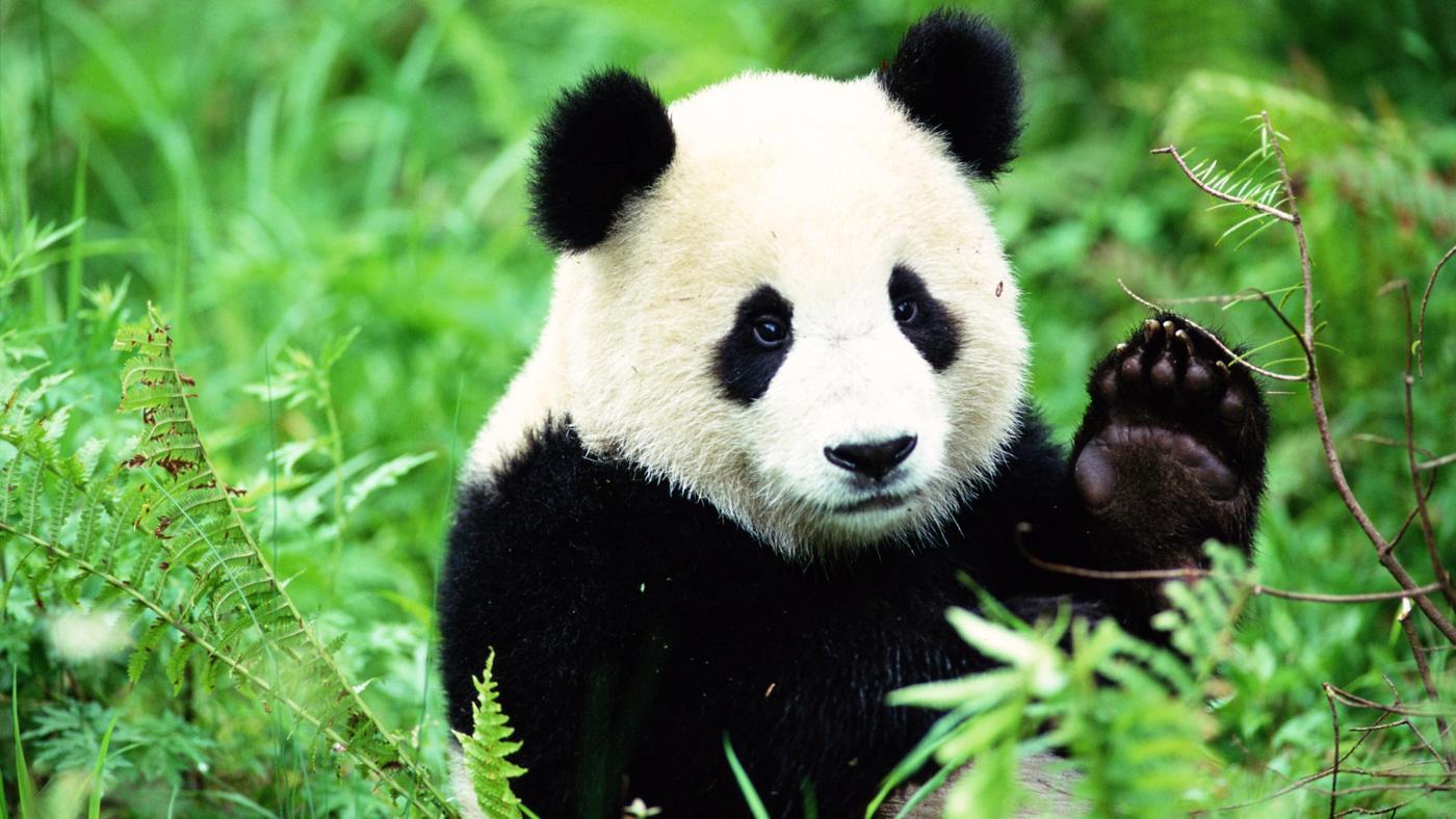 Il panda: Un errore evolutivo!?