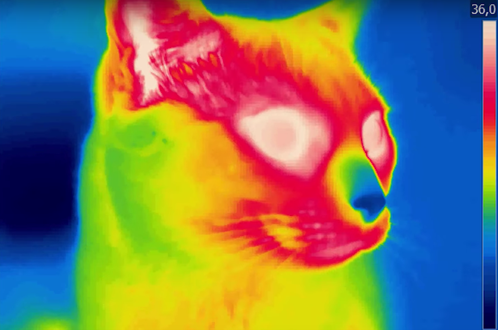 Gatti ripresi con una macchina termica