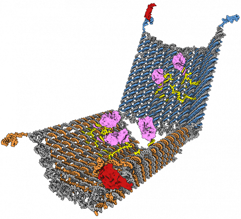 dna nanobot