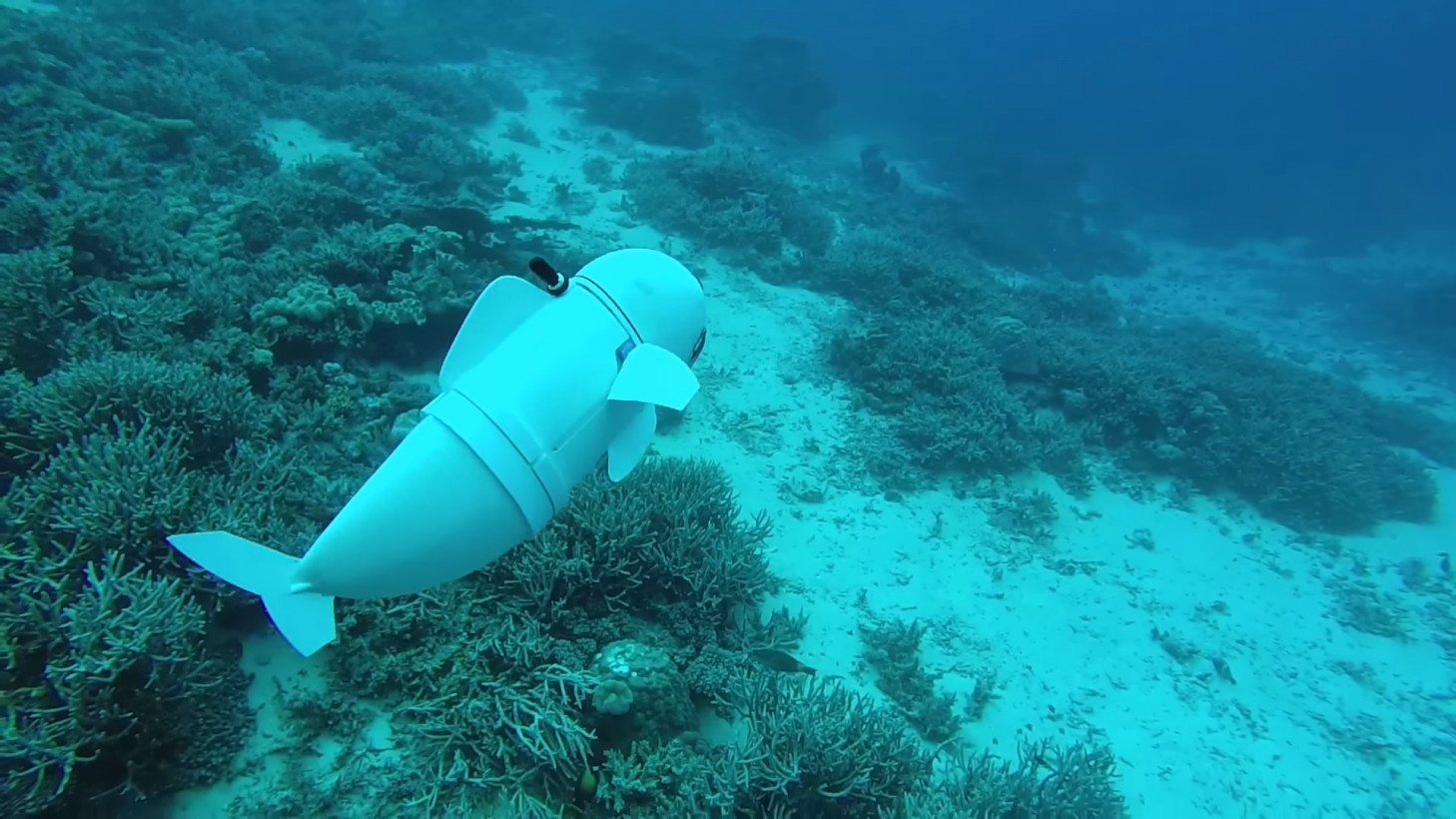 SoFi, il pesce robot inventato per spiare gli animali marini