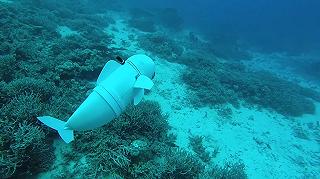 SoFi, il pesce robot inventato per spiare gli animali marini