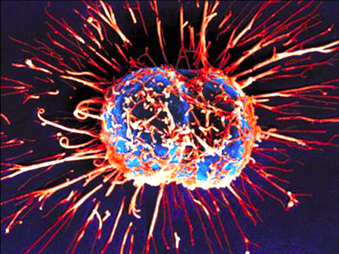 Un video mostra il movimento delle cellule in HD