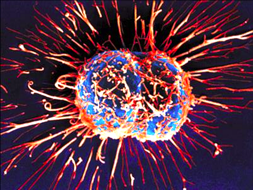 Un video mostra il movimento delle cellule in HD