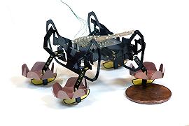 Creato ad Harvard il robot ispirato agli scarafaggi