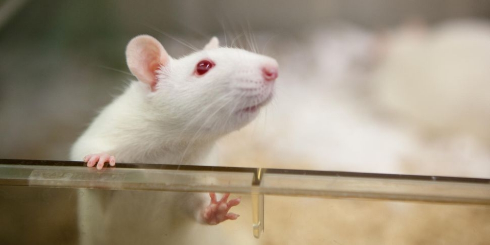 In Cina un esperimento ha testato il controllo mentale umano sui movimenti di un ratto