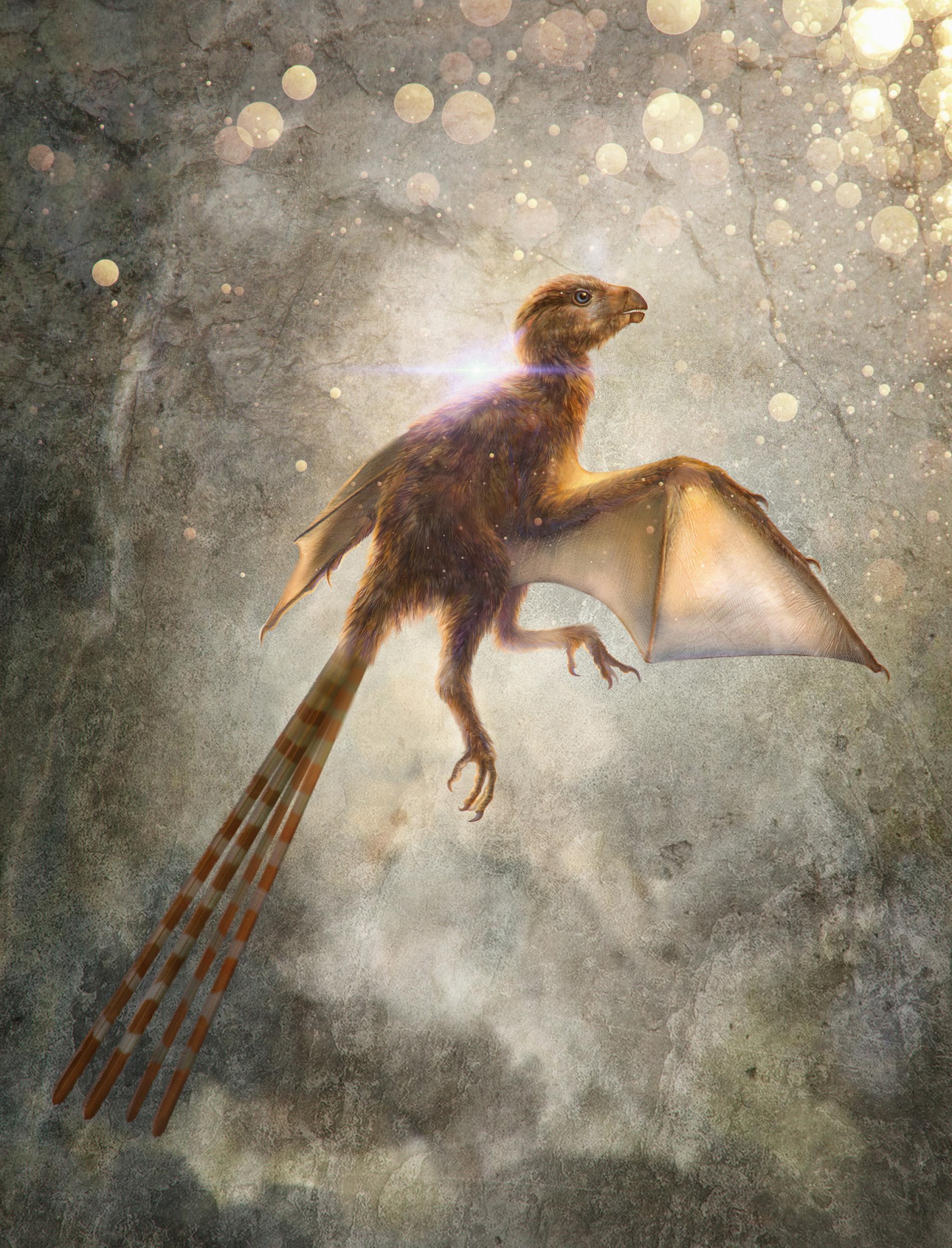 Ambopteryx, un nuovo dinosauro con ali simili ad un pipistrello