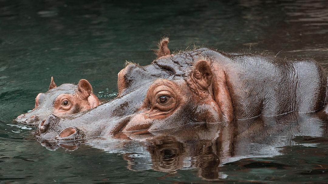 La popò dell’ippopotamo: una risorsa per l’ambiente africano
