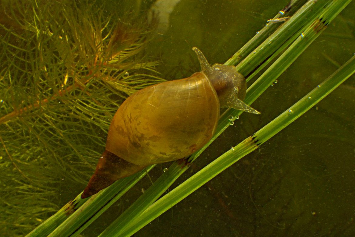 La maggior parte dei gusci delle lumache ruotano verso destra: adesso sappiamo il perché