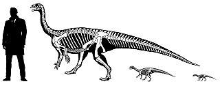 Un antico dinosauro sauropode nasceva quadrupede, ma diventava bipede da adulto