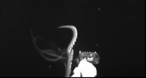 Filmato un calamaro gigante nelle profondità delle acque del Golfo del Messico