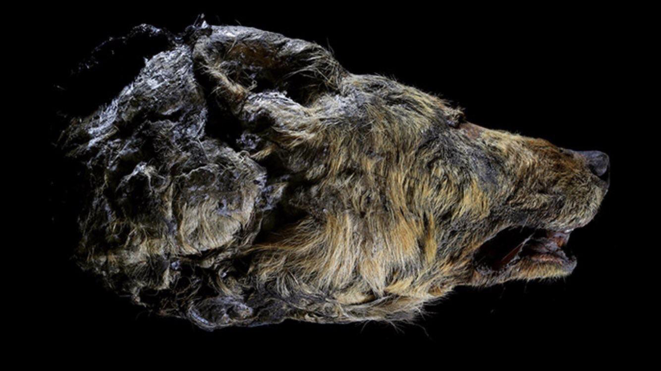 Enorme lupo di 40000 anni fa rinvenuto in Siberia: era grande più del doppio del lupo attuale