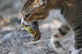 Gli portava a casa troppi animali morti: ingegnere Amazon crea una IA per addestrare il suo gatto