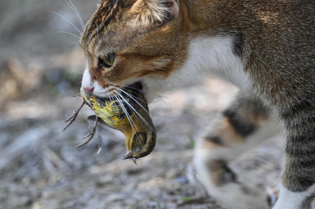 Gli portava a casa troppi animali morti: ingegnere Amazon crea una IA per addestrare il suo gatto