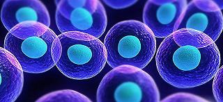 Cellule umane in embrioni animali: il via libera dal Giappone
