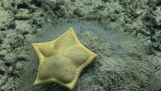 Una strana stella marina a forma di pasta ripiena